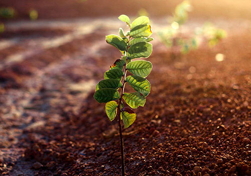 Tree Planting Project